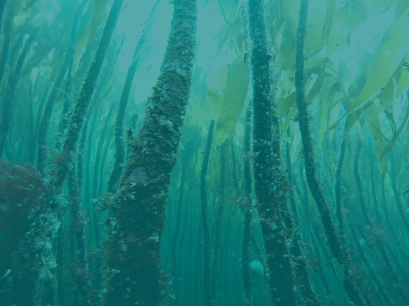 Seaweed-under-water_dark.jpg